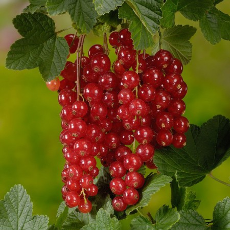 Ribes rubrum "Jonkheer Van Tets" - ríbezľa červená
